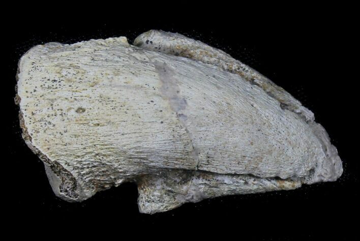 Pachycephalosaurus Claw - Montana #39121